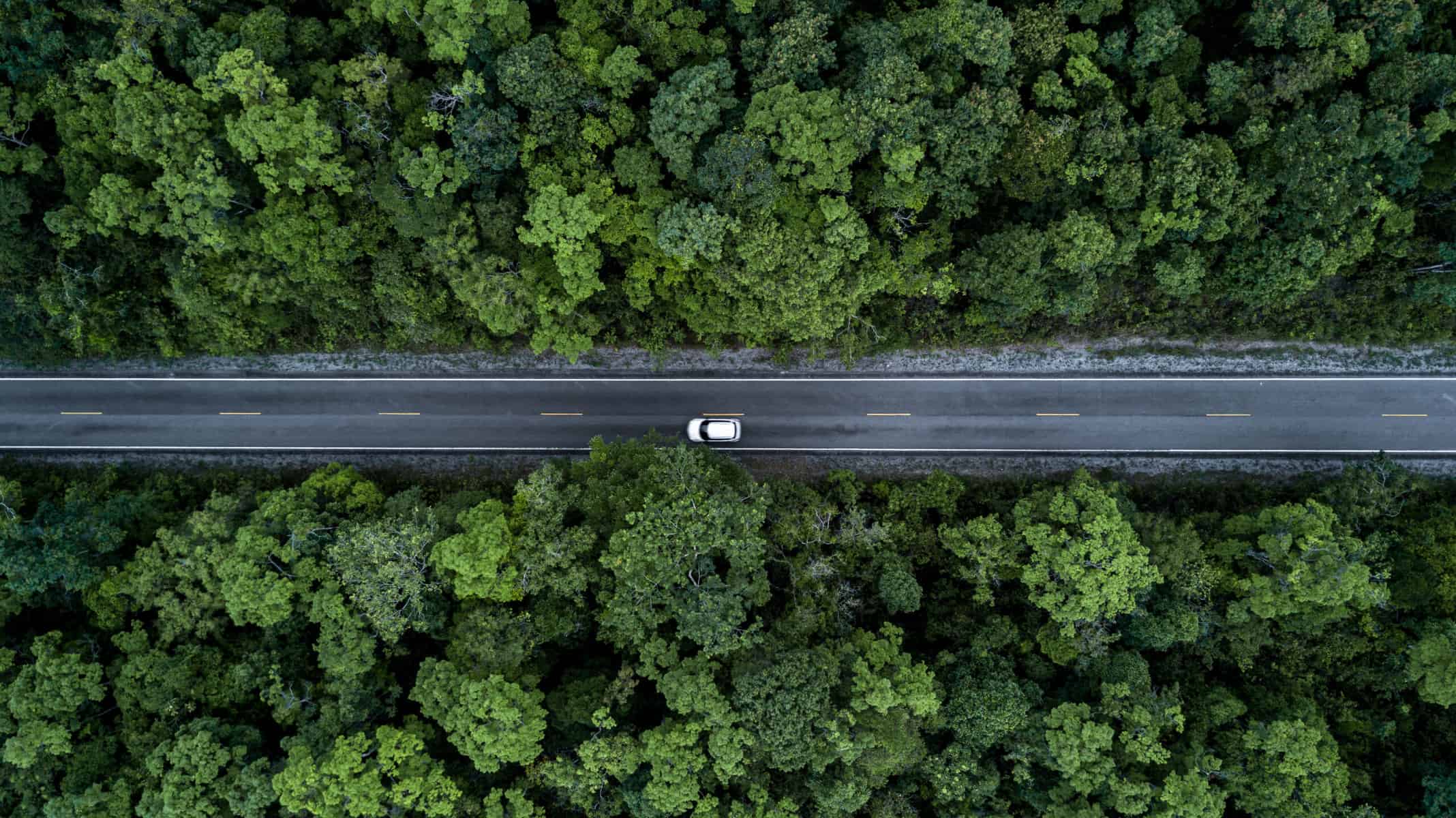 Car Driving Through Forest